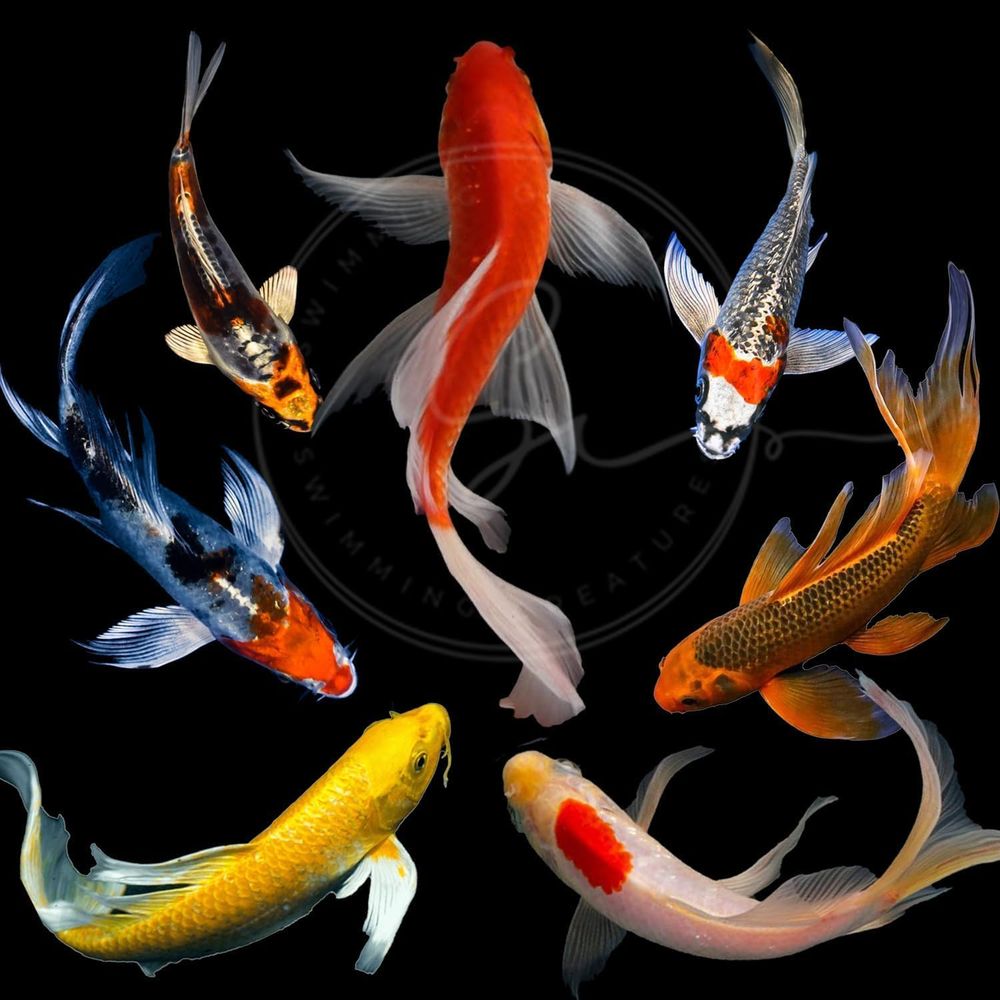 Aquarium Fish Pond - Peixes Koi Vivos em Cores Sortidas
