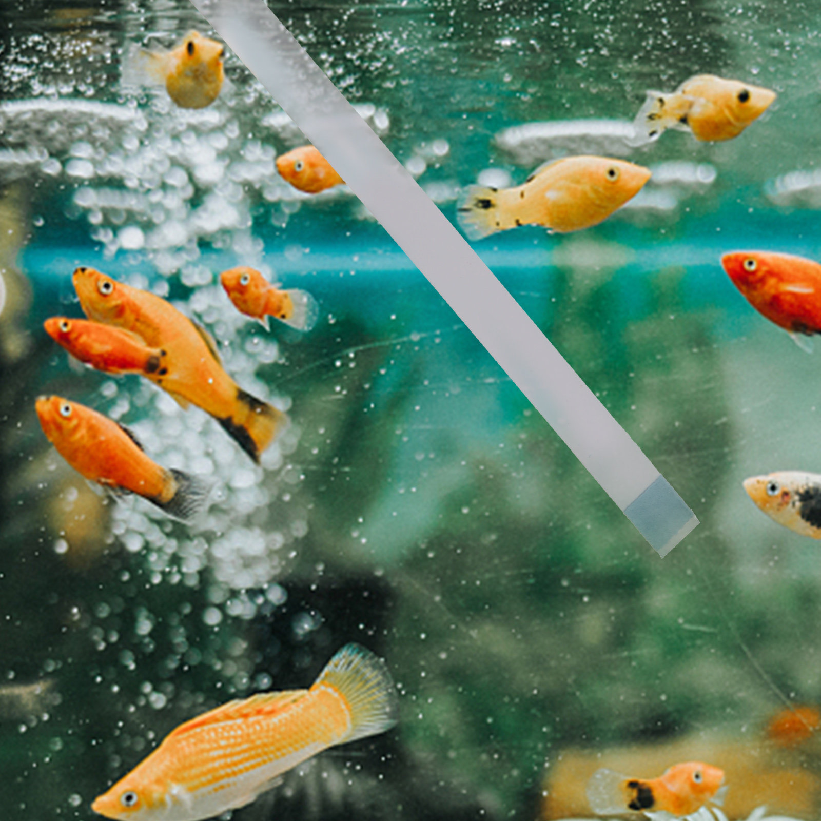 Aquarium Fish Pond - Tiras de Teste para Piscina, Testadores