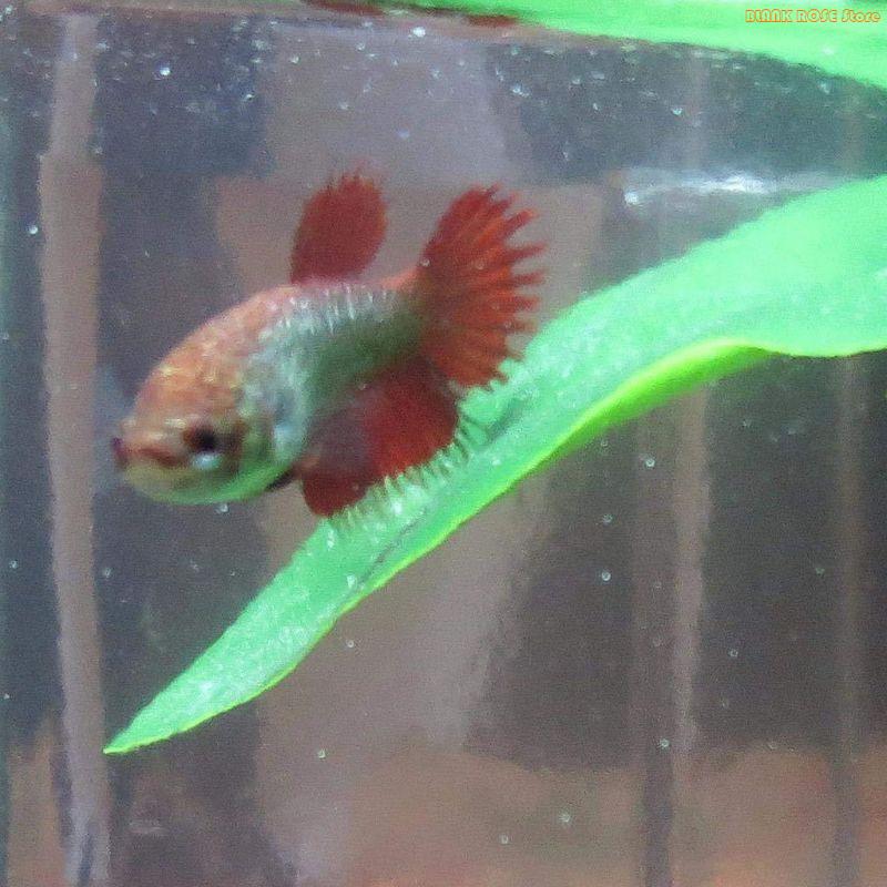 K1ae decoração plantas para ta - Aquarium Fish Beautiful avaliação e preço
