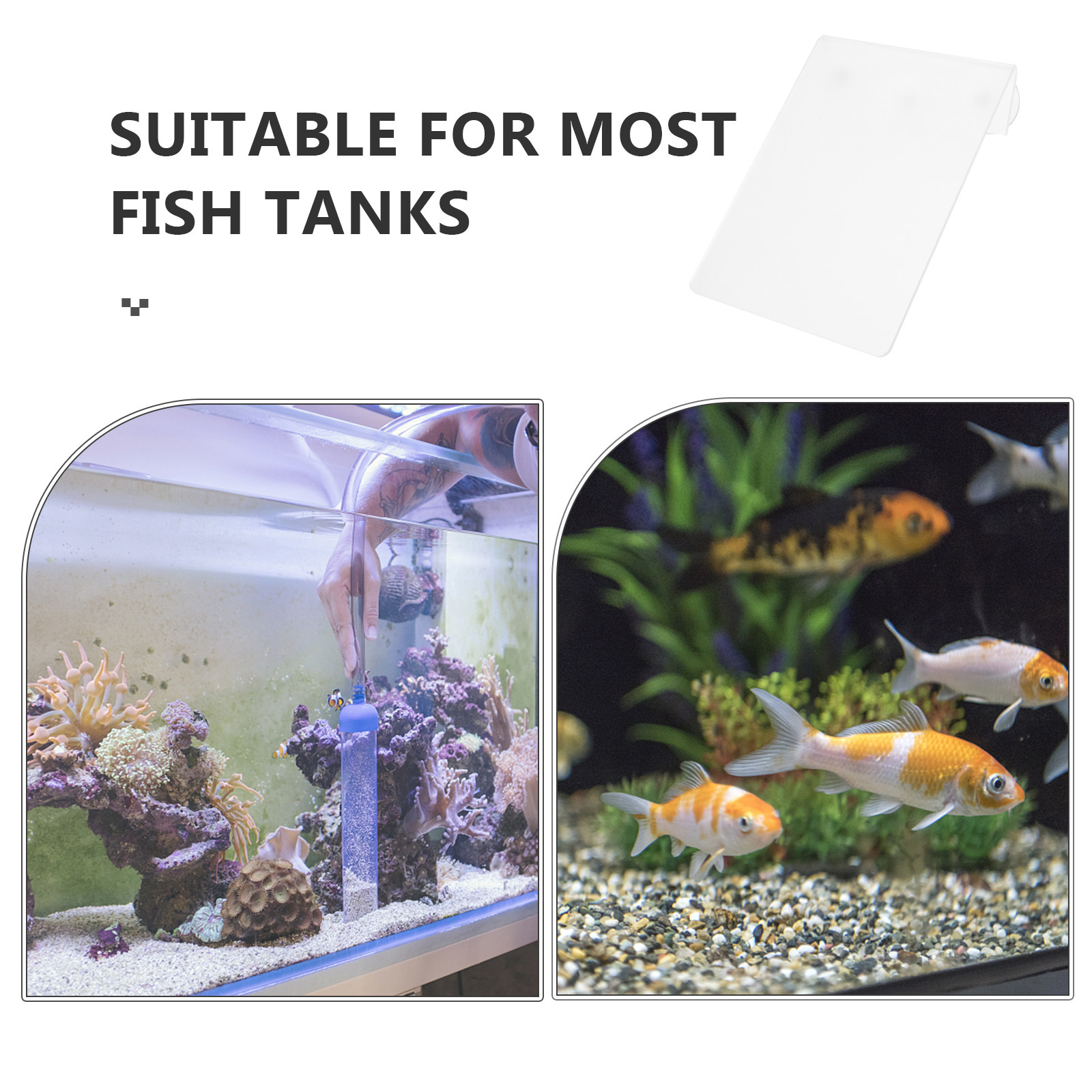 Disco de Desova Removível para - Aquarium Fish Discus avaliação e preço