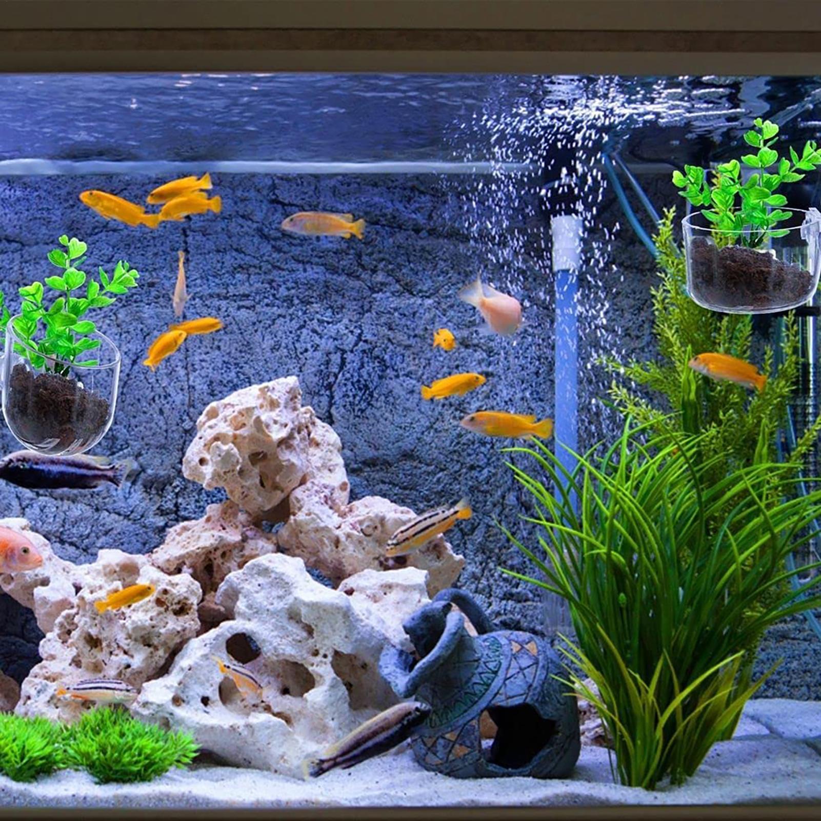 Vasos de acrílico para plantas - Aquarium Fish Beautiful avaliação e preço