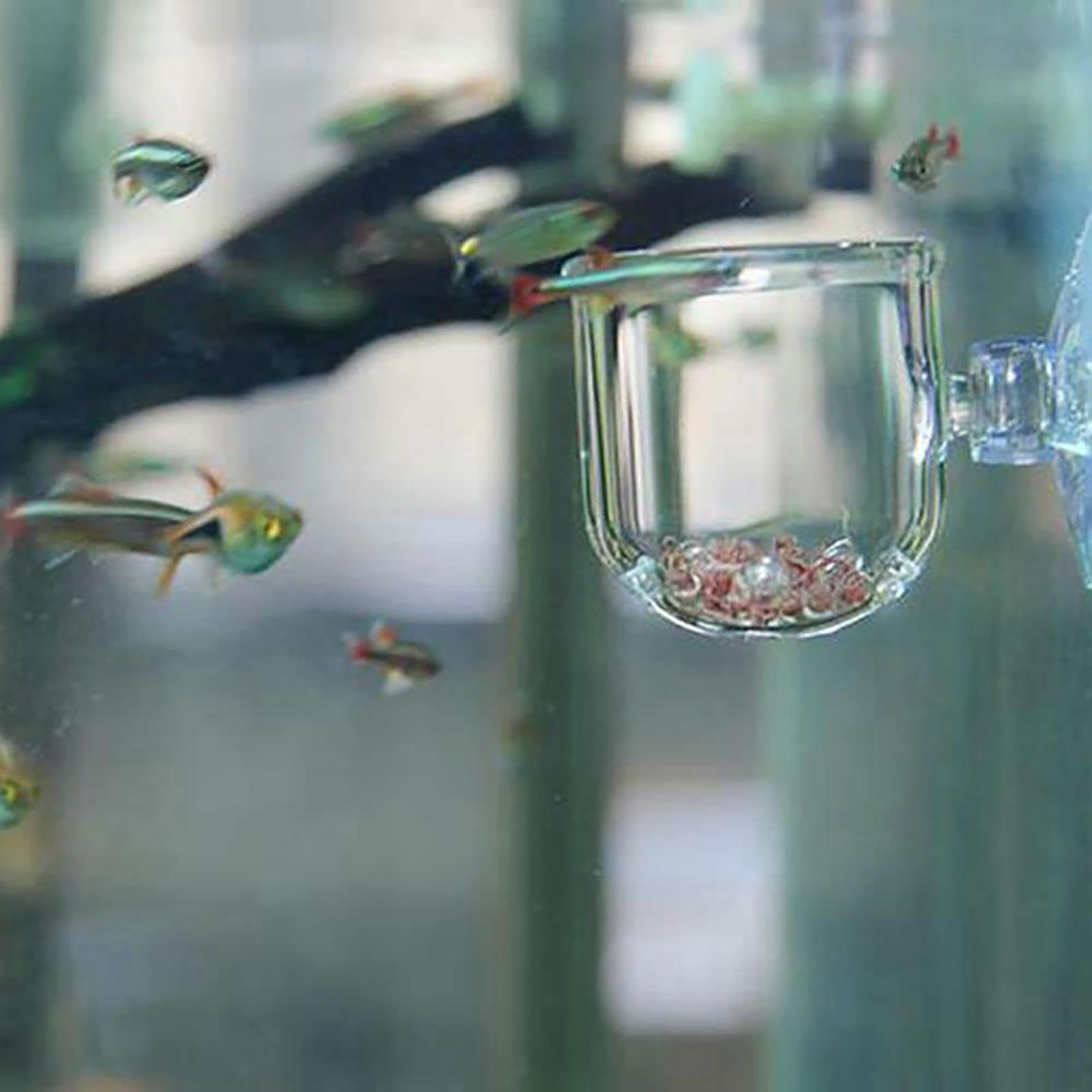 Vasos de acrílico para plantas - Aquarium Fish Beautiful avaliação e preço
