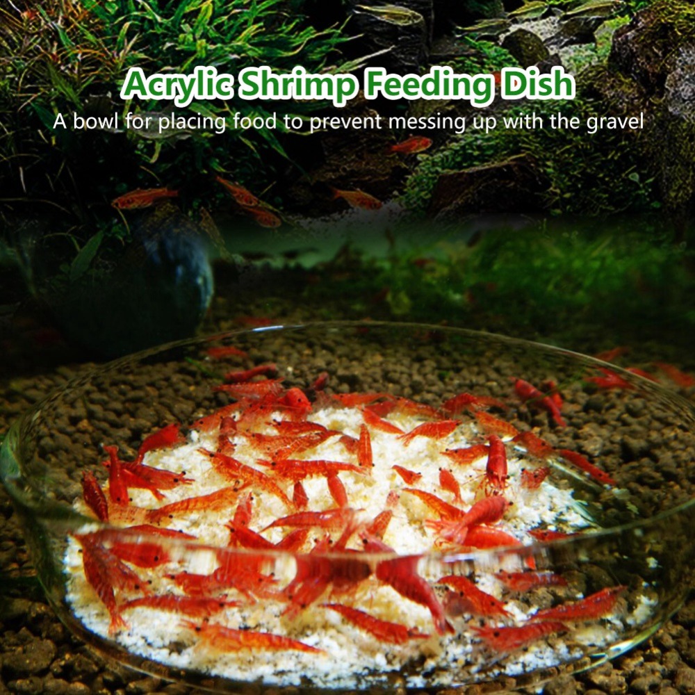 Prato de Alimentação para Cama - Aquarium Fish Beautiful avaliação e preço