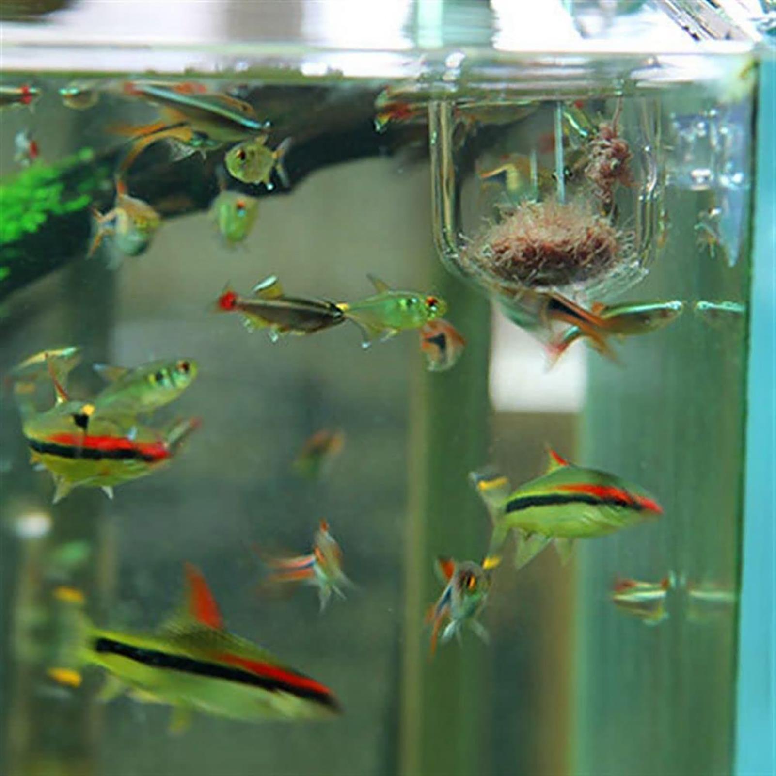 Copo de Acrílico para Plantas  - Aquarium Fish Beautiful avaliação e preço